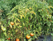 How to Grow Tomatoes