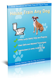 4 Resources That'll Make You Better at House Train Any Dog