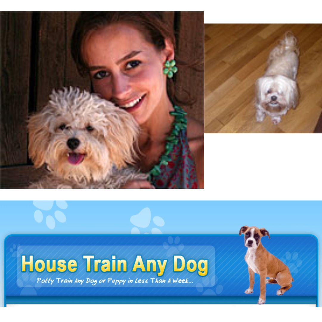 4 Resources That'll Make You Better at House Train Any Dog